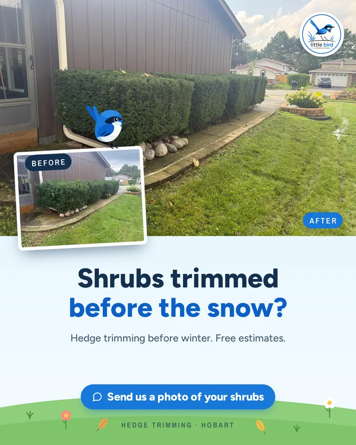 Before and after of a hedge row trimmed before winter